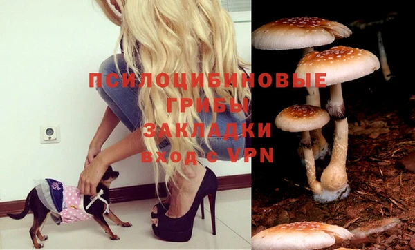 PSILOCYBIN Бронницы